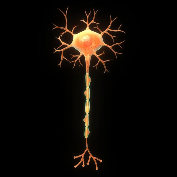 Neuron — Stockfoto