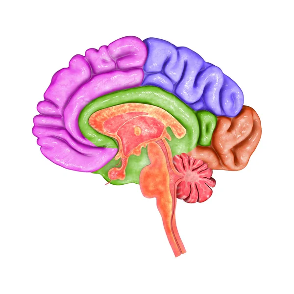 Partes cerebrais — Fotografia de Stock