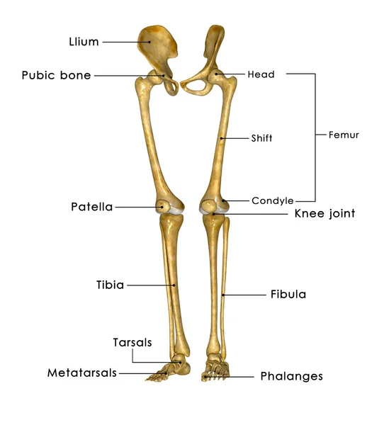 Skeleton poten met hip — Stockfoto