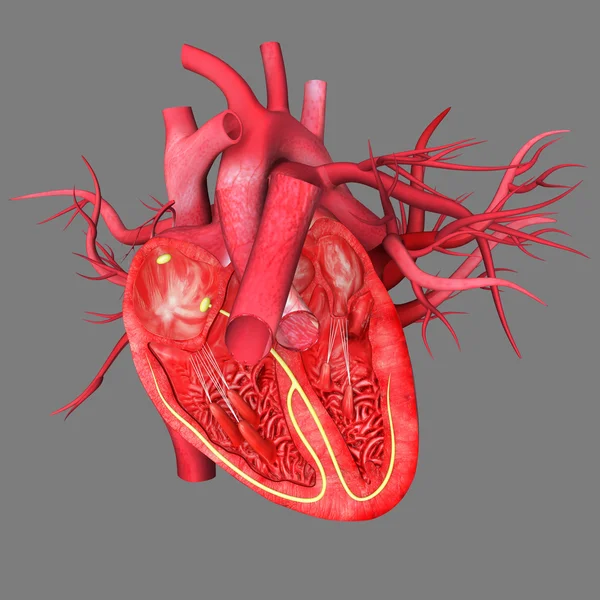 Anatomie srdce — Stock fotografie