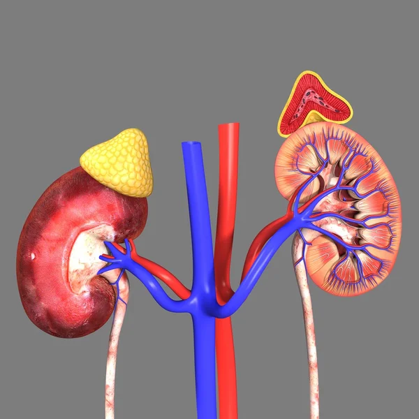 Kidneys with adrenal glands — Stock Photo, Image