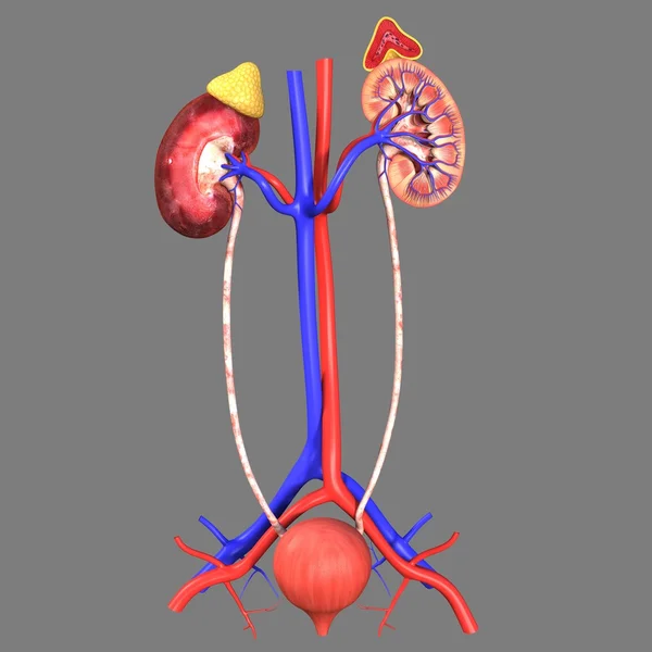 Kidneys — Stock Photo, Image