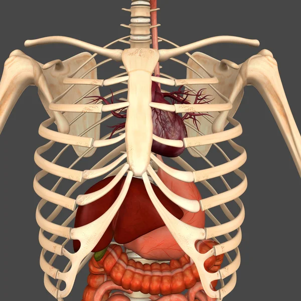 Digestive system — Stock Photo, Image