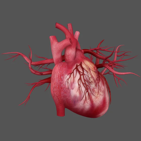 Human Heart — Stock Photo, Image