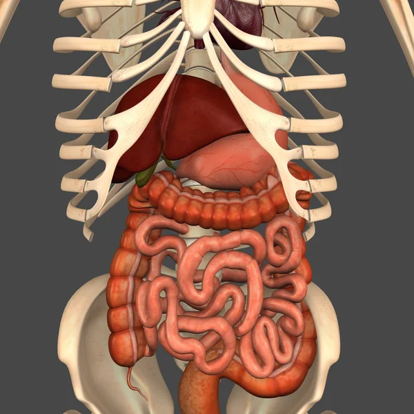 Spijsverteringssysteem — Stockfoto