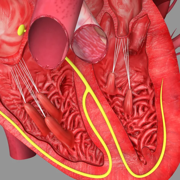 Anatomie srdce — Stock fotografie