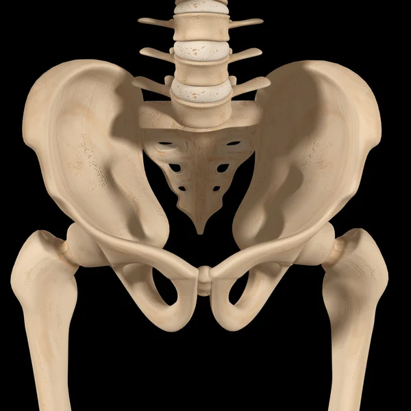 Bekken hip — Stockfoto