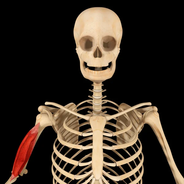 Humerus muskel — Stockfoto