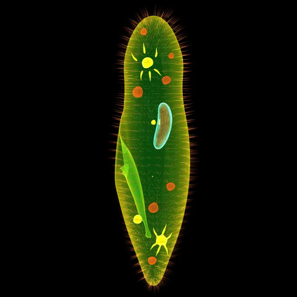 Paramecium — Stock Photo, Image