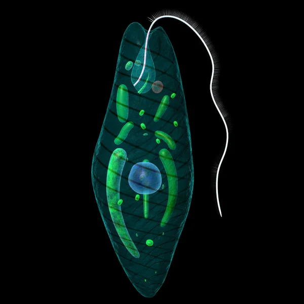 Euglena — Stok fotoğraf