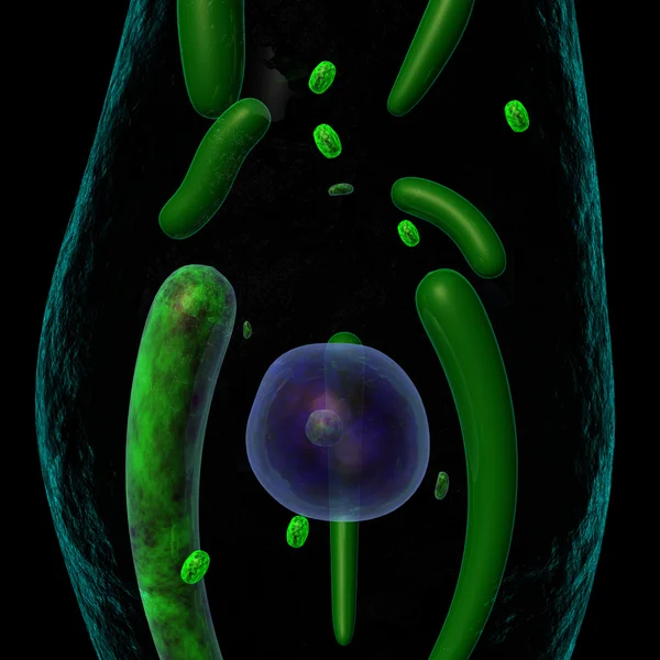 Euglena — Stok fotoğraf