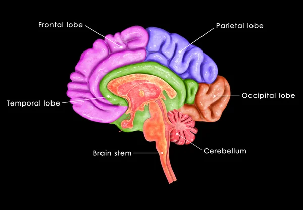 Brain — Stock Photo, Image