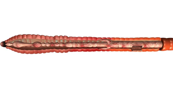 Earthworm anatomy — Stock Photo, Image