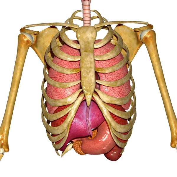 Anatomia — Foto Stock