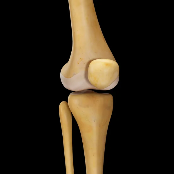 膝关节 — 图库照片