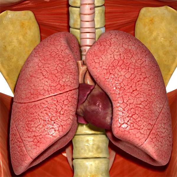 Pulmones humanos y corazón — Foto de Stock