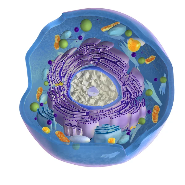 Animal cell on white — Stock Photo, Image