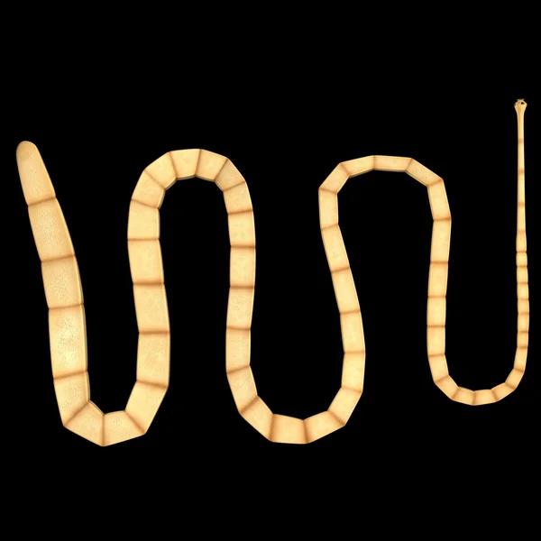 Taenia solium worm — Stock Photo, Image