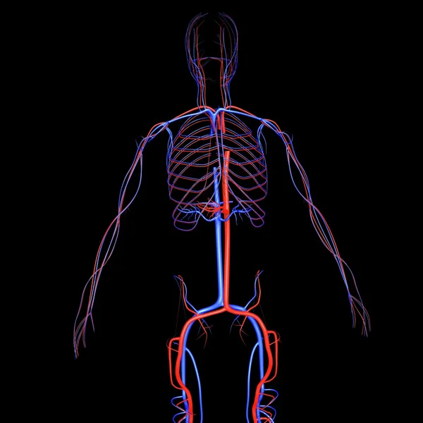 Sistema circulatorio humano — Foto de Stock