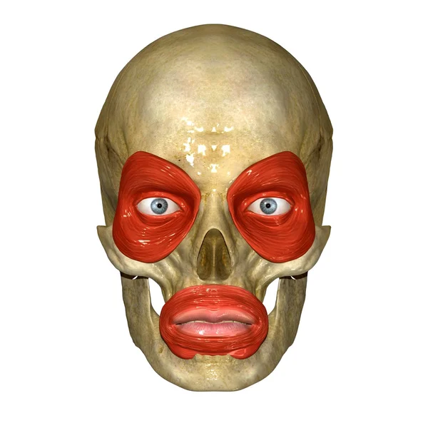 Human Facial muscles — Stock Image Human Facial muscles Stock Photo