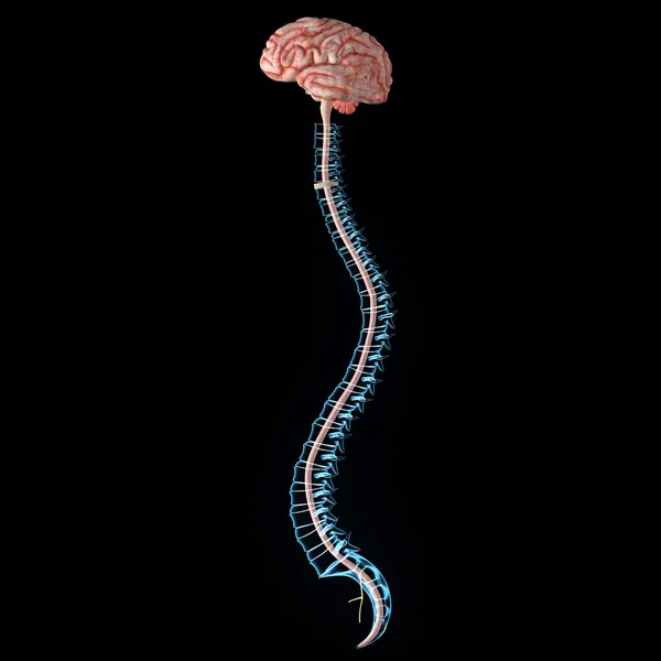 Brain with backbone — Stock Image Brain with backbone Royalty Free Stock Photos