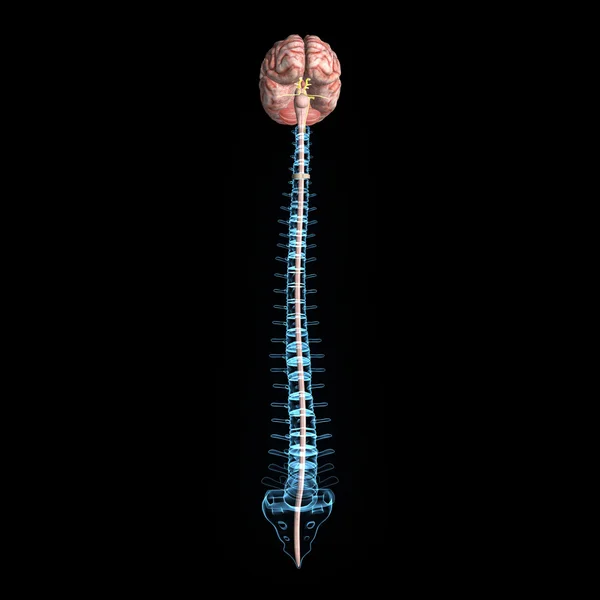 Brain with backbone — Stock Image Brain with backbone Stock Picture