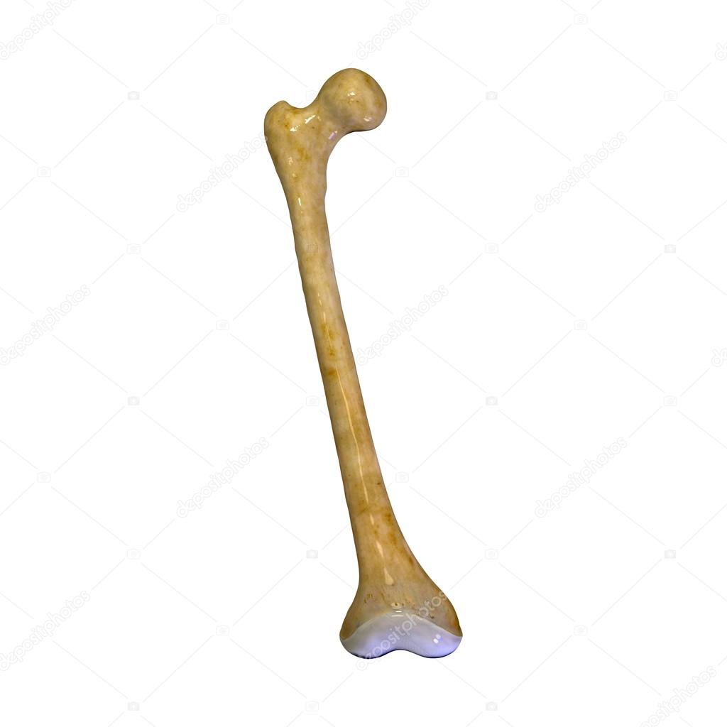 Femur