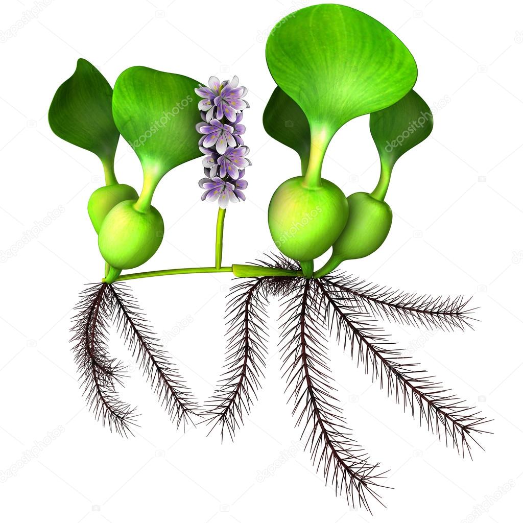 Purple eichhornia plant