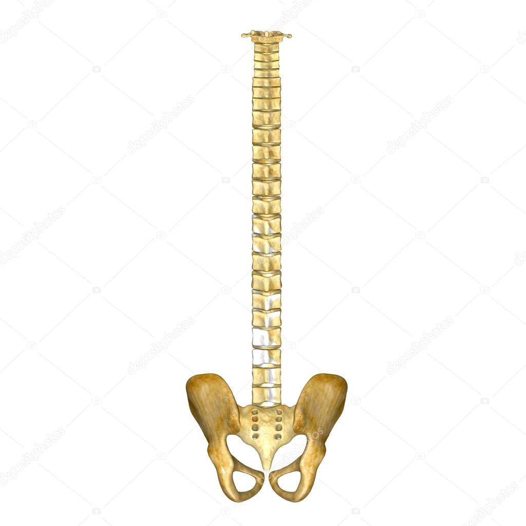 Hip with backbone
