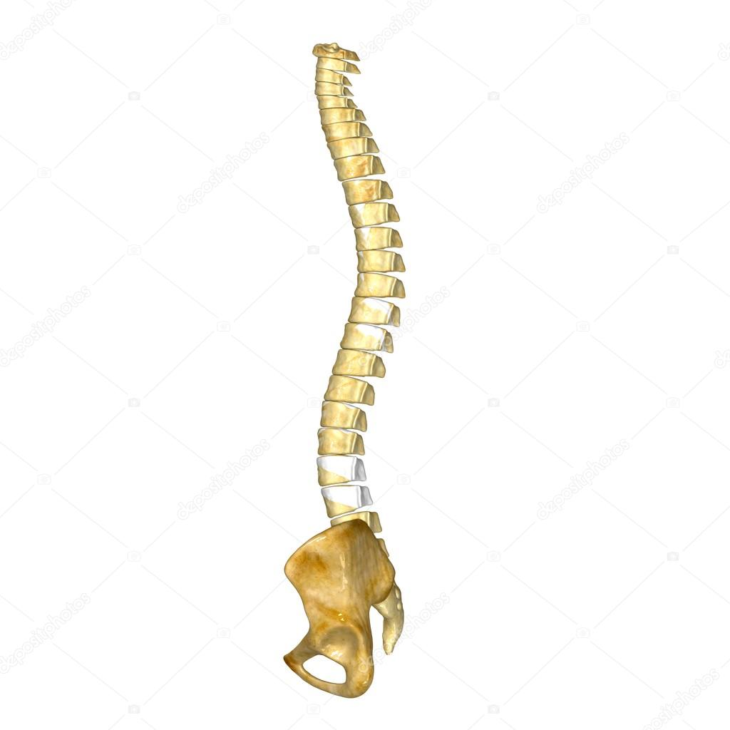 Hip with backbone