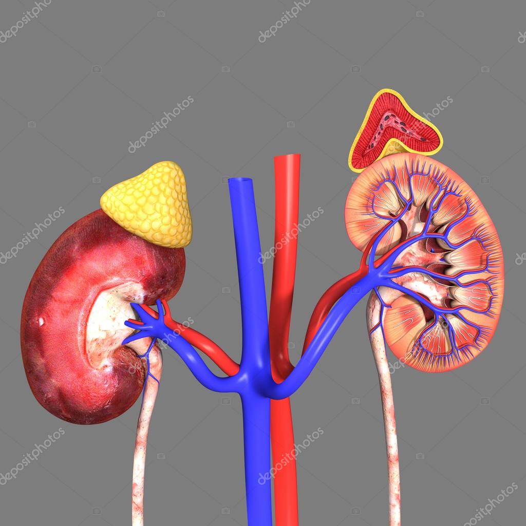 Kidneys with adrenal glands — Stock Photo © sciencepics 66748121