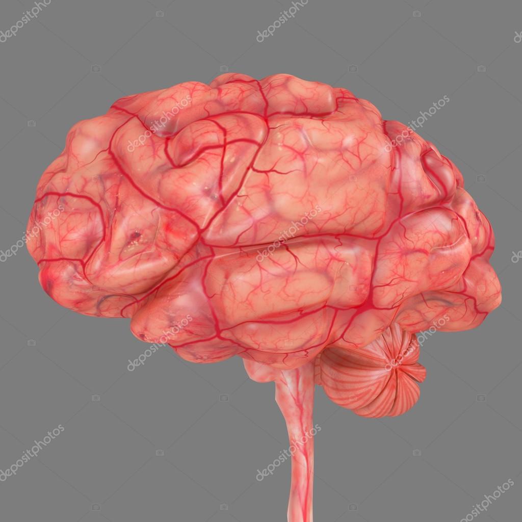 The brain is an organ that serves as the center of the nervous system in all vertebrate and most invertebrate animals,only a few invertebrates such as sponges, jellyfish, adult sea squirts and starfish do not have a brain,