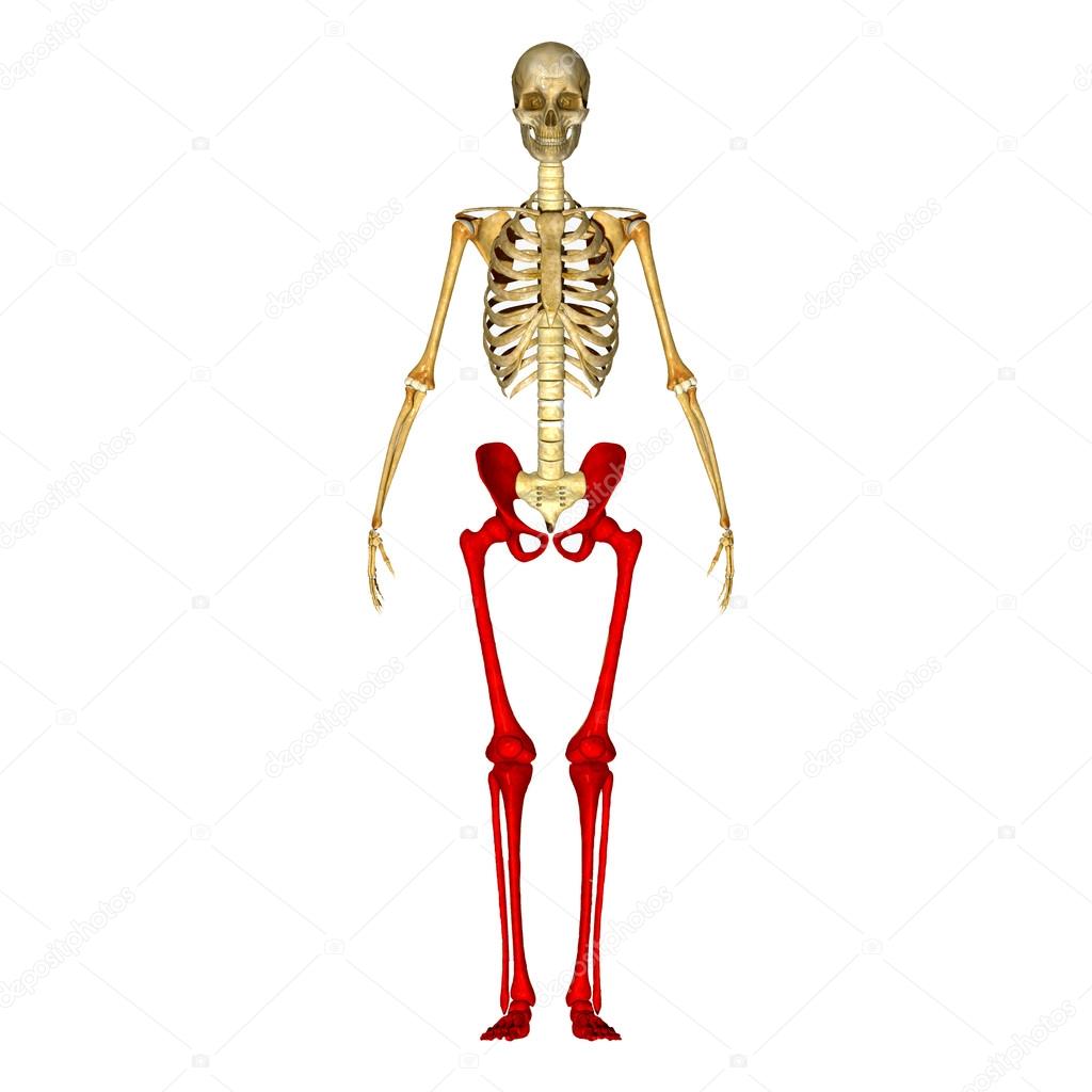 Skeleton Legs