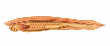 Beyaz Branchiostoma anatomi