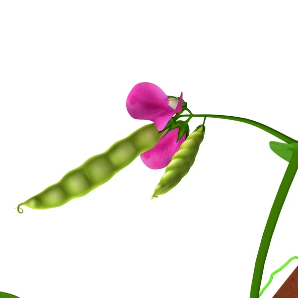 Pea plants — Stock Photo, Image