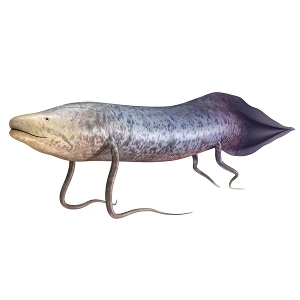 Αφρικανική lungfish Protopterus — Φωτογραφία Αρχείου