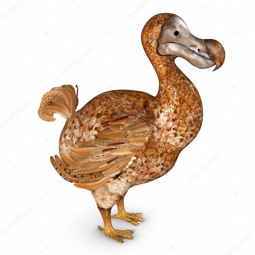Dodo Bird On White Stock Photo Image By C Sciencepics Dodo Bird On White Stock Photo Image By C Sciencepics
