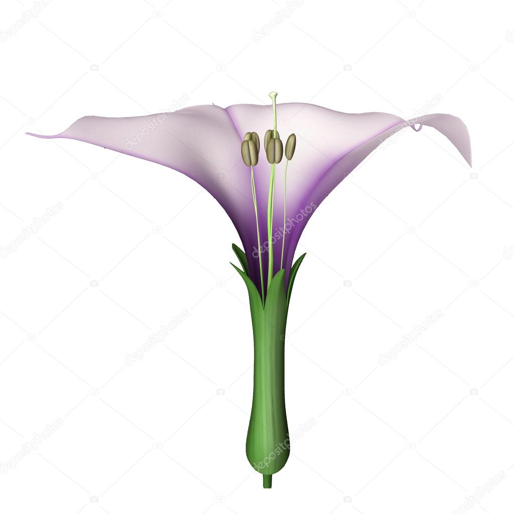 Datura ovary flower