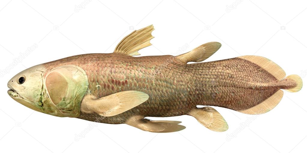 Latimeria Chalumnae fish