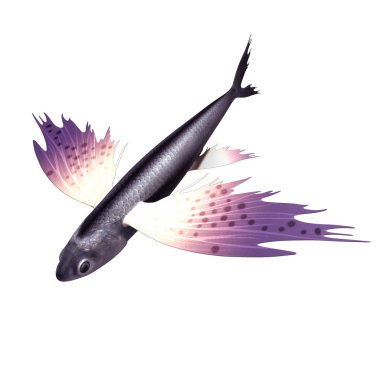 Exocoetus uçan balık