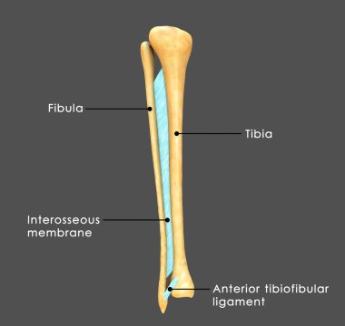 İnsan Fibula ve tibia