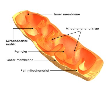 Mitochondria anatomy on white clipart