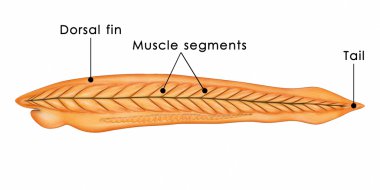Beyaz Branchiostoma anatomi