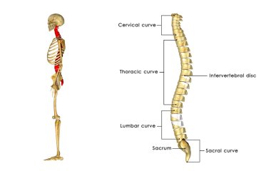 Spinal Cord clipart