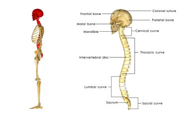 Kafatası spinal kord ile