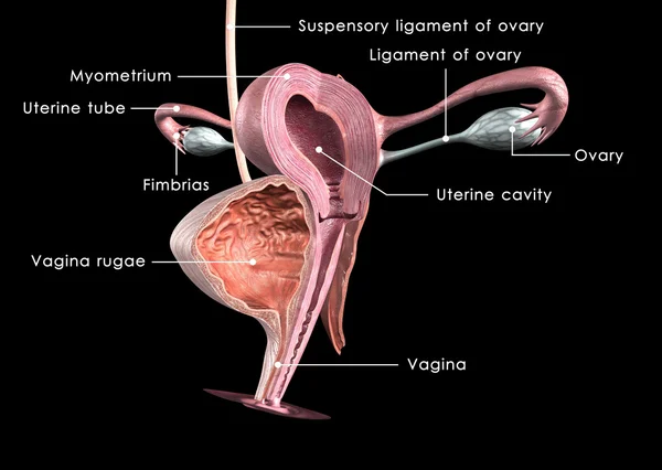 Female reproductive system — Stock Photo, Image