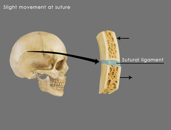 Sutural ligament in skull