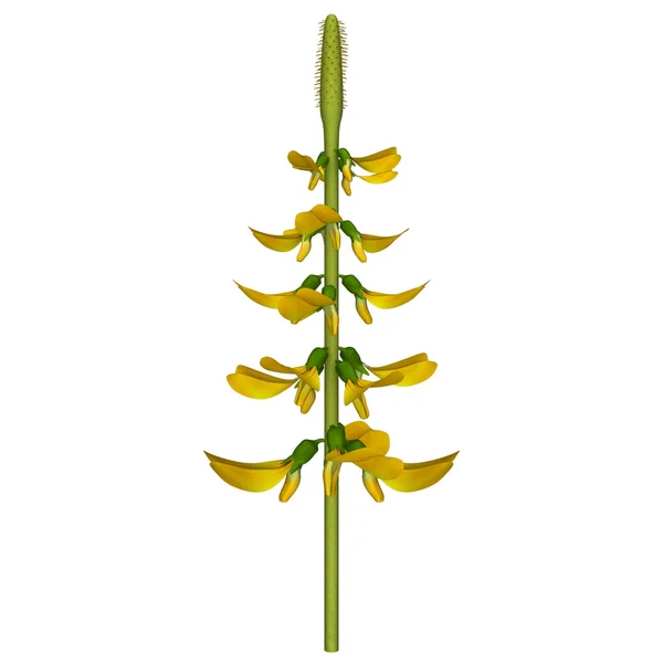 Crotalaria — Stockfoto