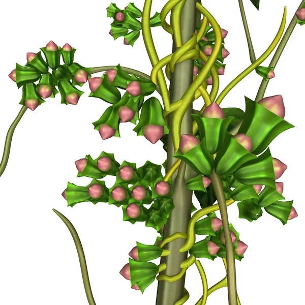 Yeşil Cuscuta bitki — Stok fotoğraf