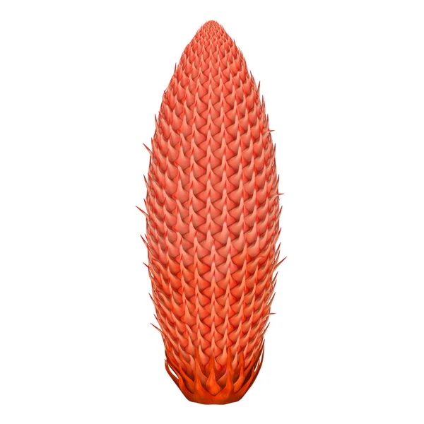 Cycas cone masculino — Fotografia de Stock